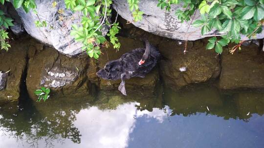 黑天鹅在水中岸边休息