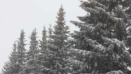 白雪覆盖的冷杉和雪3