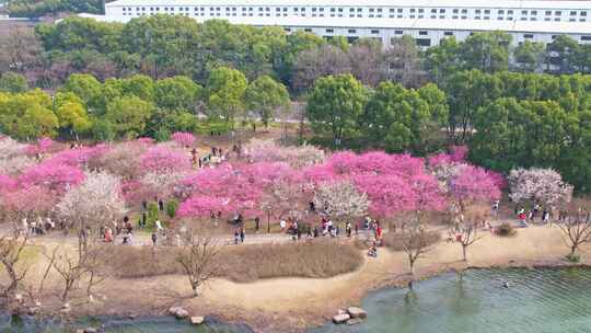 杭州湘湖春天梅花风景航拍