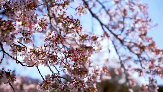 美丽的粉红色樱花在春天盛开