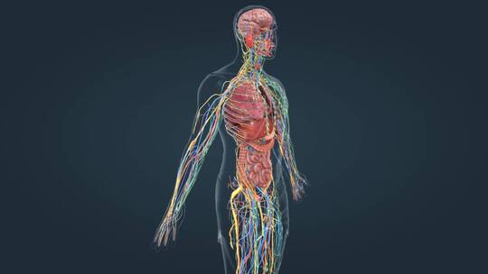 医学人体器官肾脏内分泌系统肾上腺三维动画视频素材模板下载