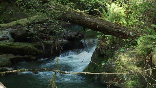 一条小溪流过雨林视频素材模板下载