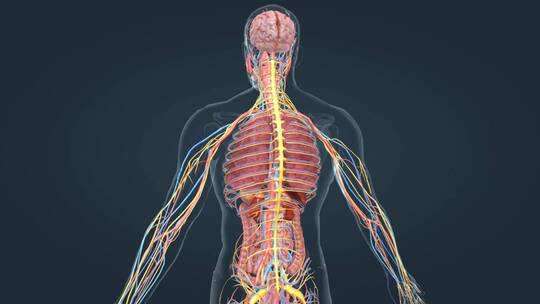 人体器官心血管心跳循环系统三维动画