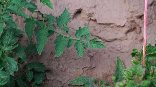 西红柿 番茄 蔬菜大棚 蔬菜 农民干活