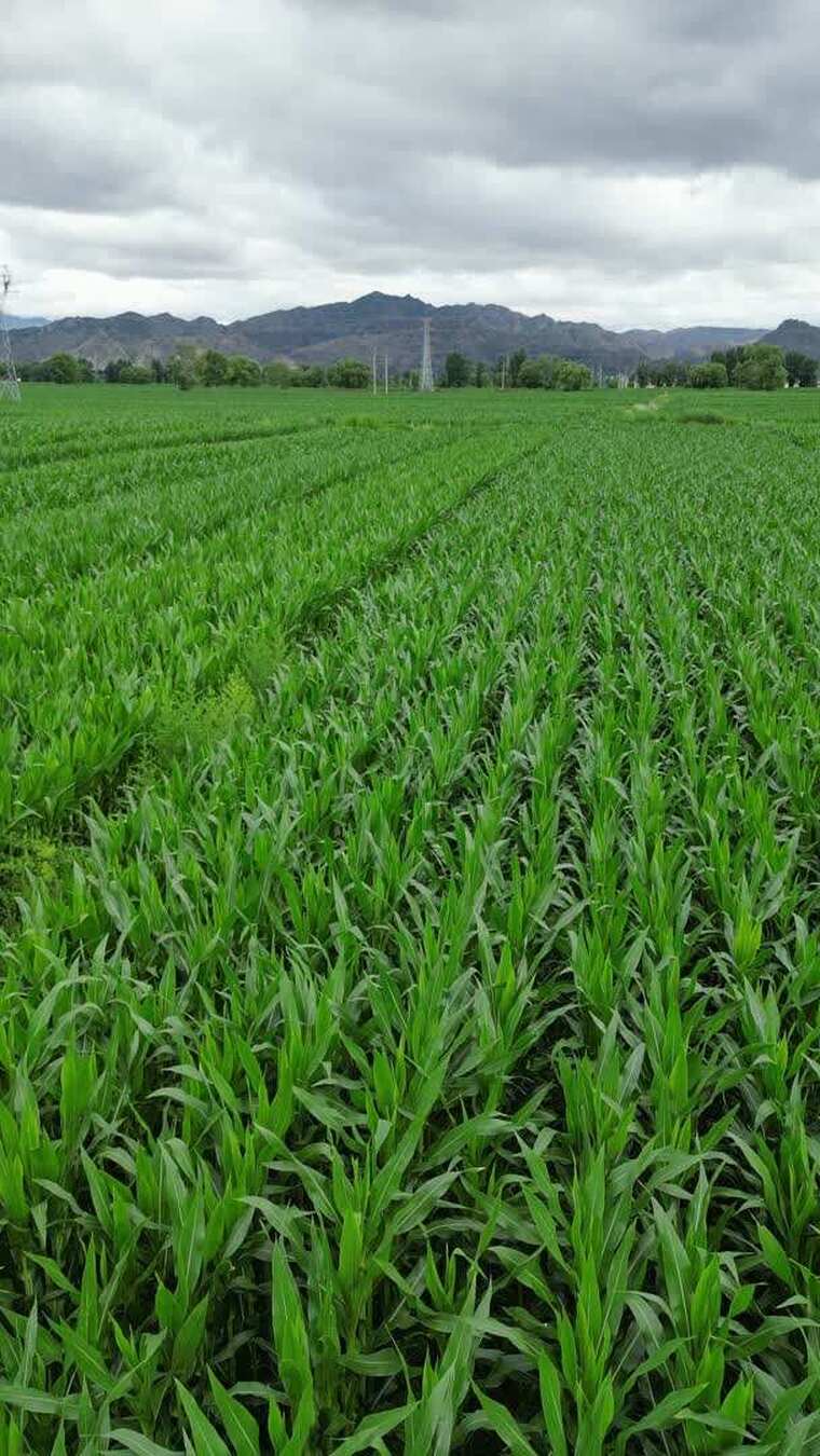 呼和浩特土左旗敕勒川阴山下玉米田地景观