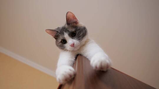 猫咪趴在壁柜角上