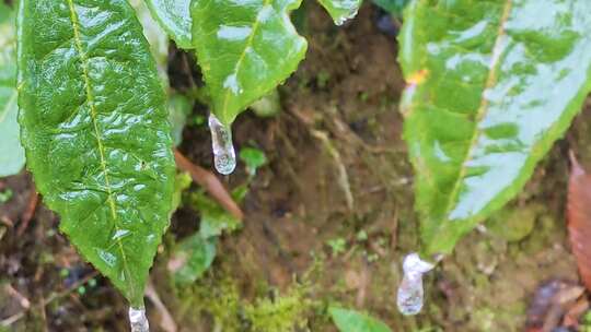 叶子水滴树叶上的叶子水滴露珠冻住冰冻