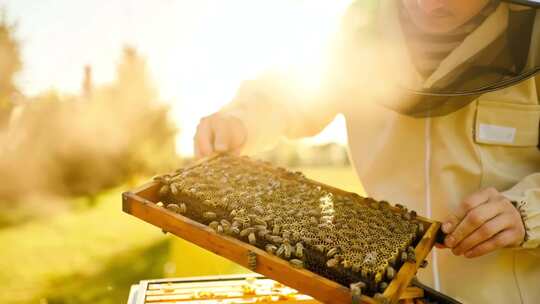 养蜂人蜂蜜蜜蜂养殖蜂蜜制造