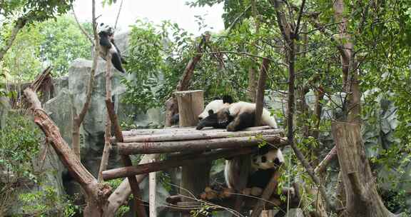 可爱温馨的大熊猫家庭小宝宝找妈妈玩耍撒娇