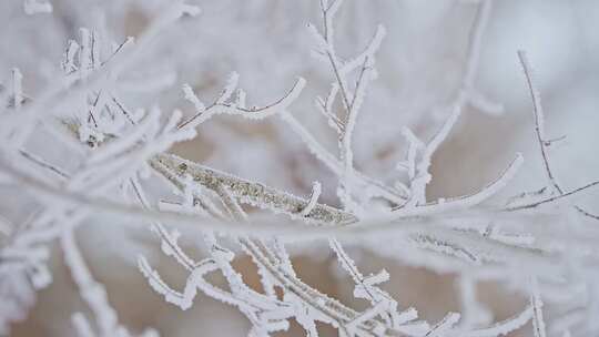 东北冬季雾凇树挂洁白唯美雪景