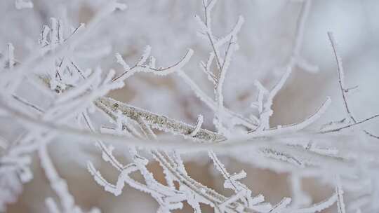 东北冬季雾凇树挂洁白唯美雪景视频素材模板下载