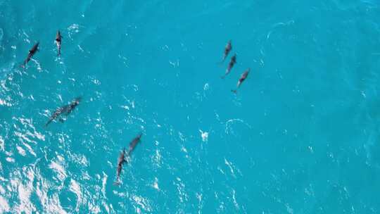 无人机高空俯拍在海里嬉戏游玩的海豚