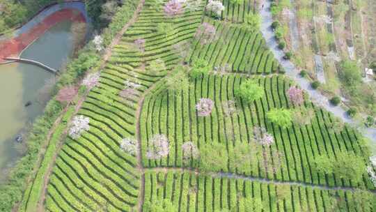 湖南省郴州市高椅岭樱花茶园4k航拍风光