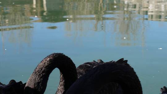 国家二级保护动物黑天鹅