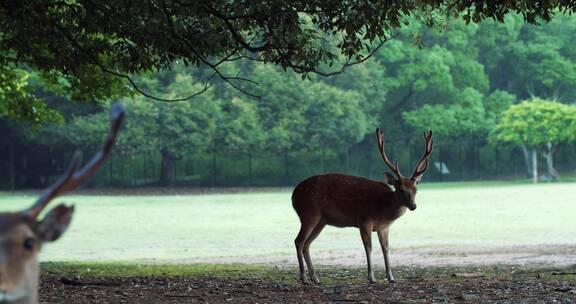 日本奈良公园里的可爱小鹿
