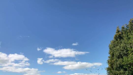 蔚蓝天空中的鸟群