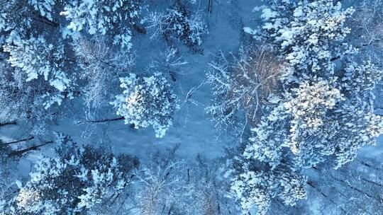 航拍雪花飘落雾凇森林下雪视频素材模板下载