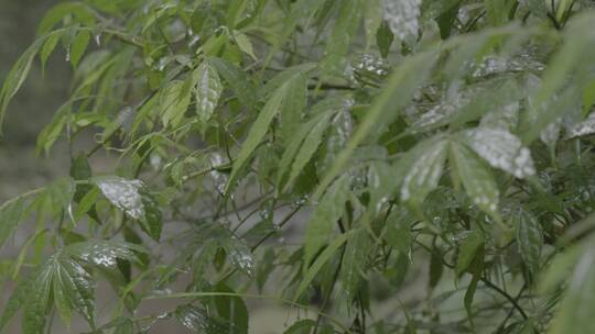 野外雨打树叶