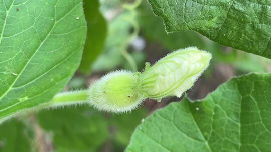 葫芦蔬菜幼果