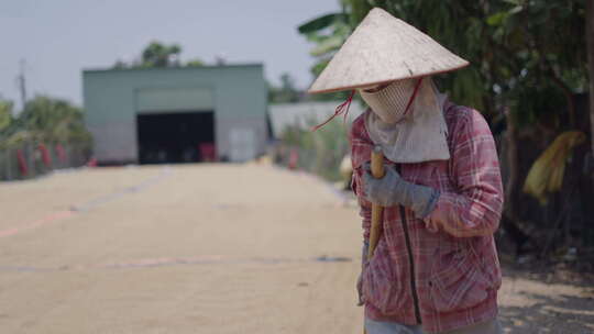 年轻的越南男子在越南把稻米耙干