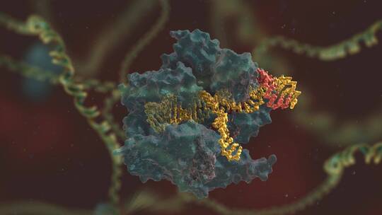 生物科学 基因编辑 DNA 基因工程 医学动画