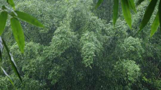 竹林雨景竹子下雨竹叶水滴