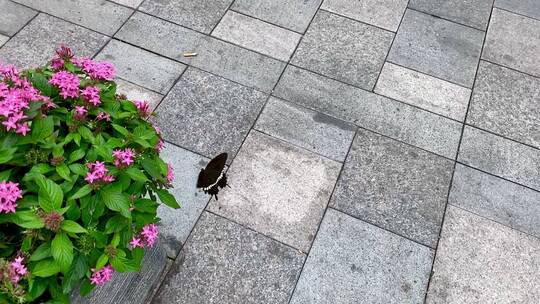 路边花坛慢动作飞舞的黑色蝴蝶