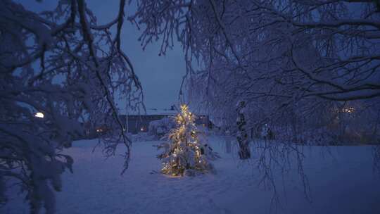 黄昏时分，一棵白雪覆盖的圣诞树生长在一所