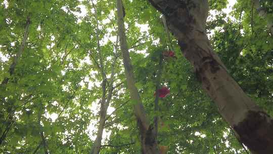 城市绿化植物法国梧桐实拍