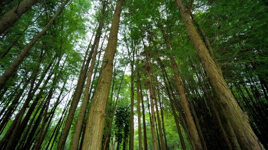 热带原始森林丛林松树林