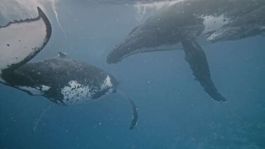 座头鲸家族在海洋水面玩耍，尾巴吸虫抽水在