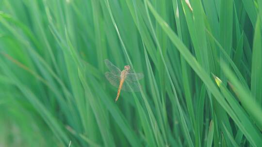 蜻蜓停在水稻上视频素材模板下载