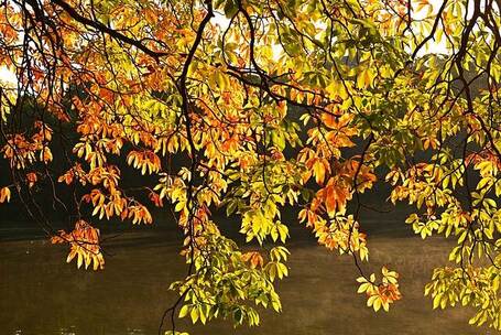 成都渔港 明快 拉丁手鼓 宣传片 短剧