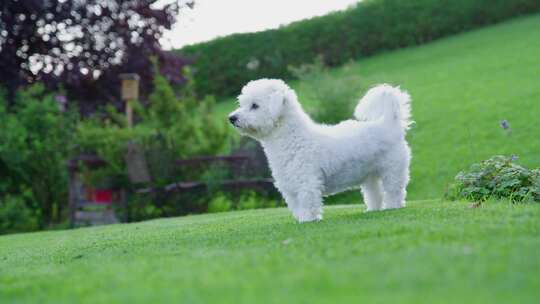 狗，花园，Coton De Tulear