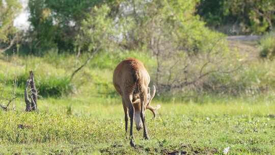 南美洲最大的鹿种，野生黄褐色沼泽鹿，在gr上吃草的blastocerus dichotomus