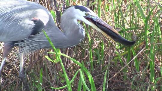 一只大蓝鹭在沼泽地觅食