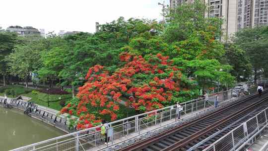 中国广东省广州市荔湾区花地河凤凰花