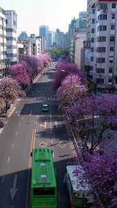 4K航拍柳州紫荆花开城市风貌