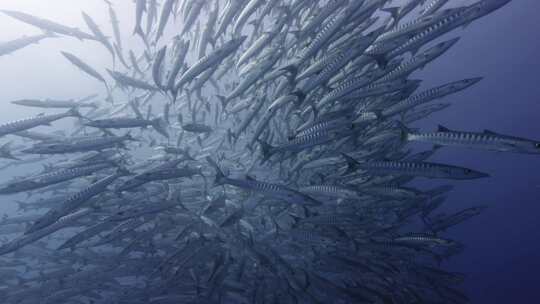 海洋生物海洋鱼类梭鱼