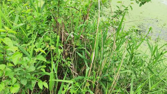 农村房屋花草树木绿色植物菜园