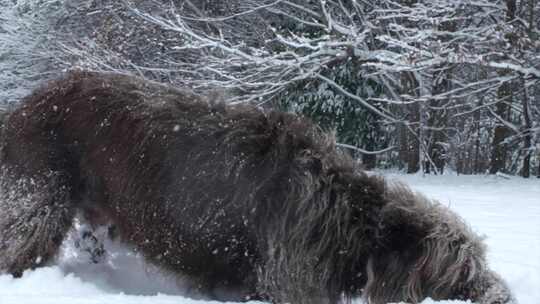 灰色的冬天，狗在光秃秃的树下吃雪