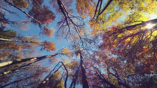 秋天树林仰拍阳光穿过树叶林间氧气粉尘