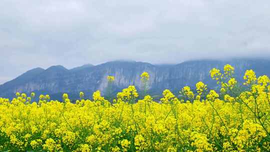 湖北恩施美丽春天农村三农油菜花花海