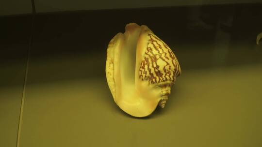 海洋生物贝壳海螺贝类标本视频素材模板下载