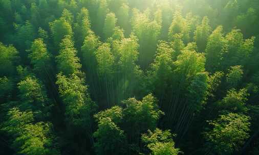 发光梦幻氛围树林，动物合集，生机活力