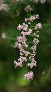 4K花草植物素材——蝟实