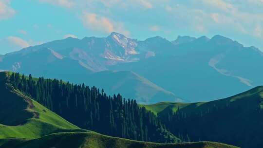 夏天的草原森林美景