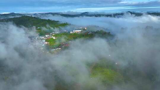 雨雾缭绕的茶山