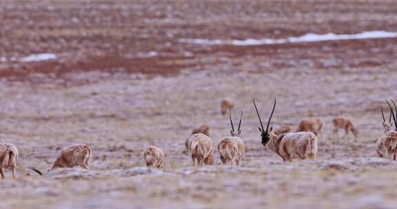 4K高清实拍高原野生动物藏羚羊