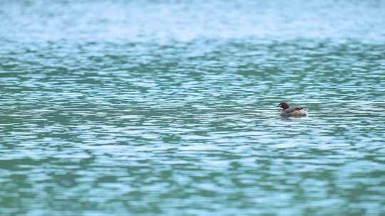 水域、环保、生态、野生动物